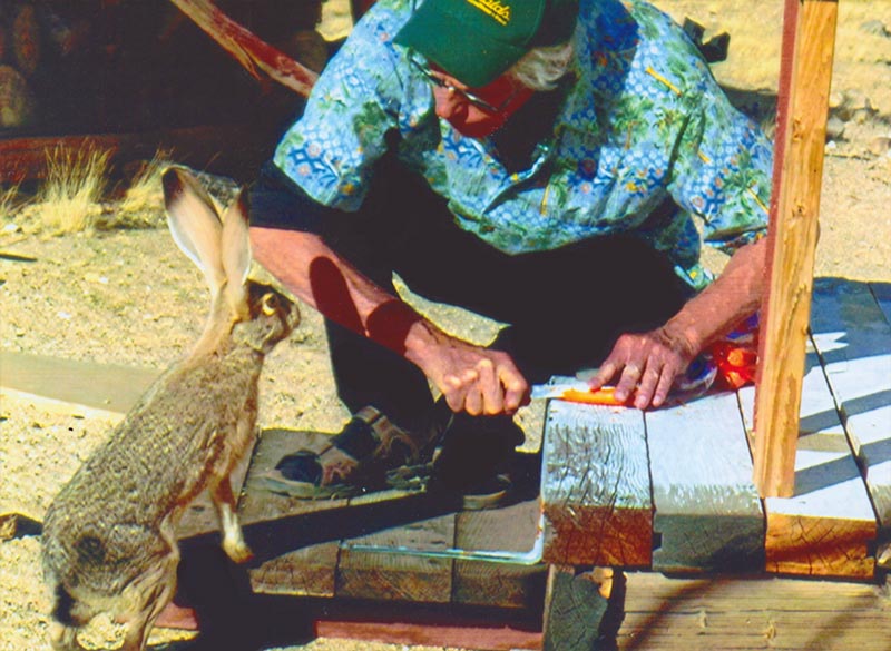 man and wild rabbits friends